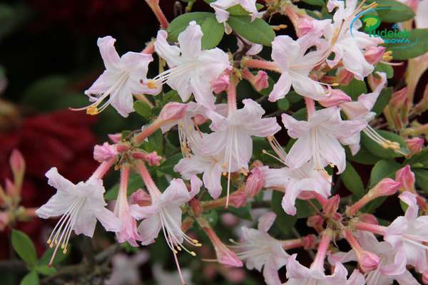 Rhododendron atlanticum